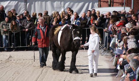 Paardenmarkt 2012